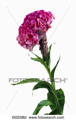 Celosia flower View Large Photo Image Stock Image - Celosia flower. Fotosearch