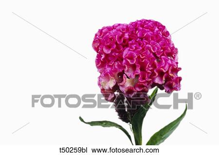 Celosia flower View Large Photo Image Stock Image - Celosia flower. Fotosearch