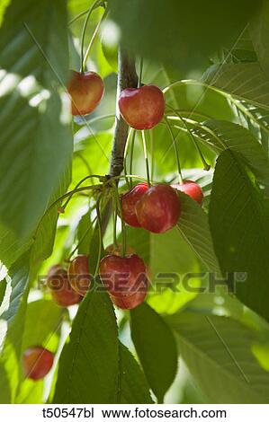 Cherries View Large Photo Image Stock Image - Cherries. Fotosearch