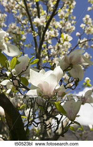 Cherry blossoms View Large Photo Image Stock Image - Cherry blossoms. Fotosearch