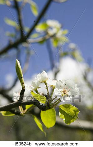 Cherry blossoms View Large Photo Image Stock Image - Cherry blossoms. Fotosearch