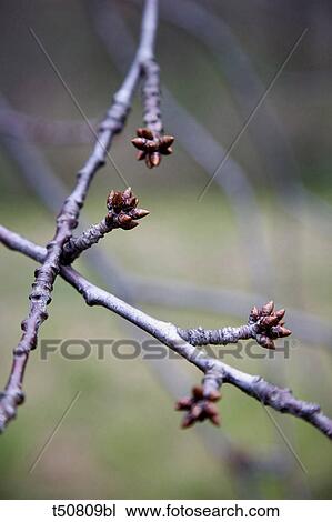 Cherry tree View Large Photo Image Stock Image - Cherry tree. Fotosearch