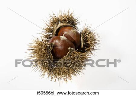 Chestnuts View Large Photo Image Stock Image - Chestnuts. Fotosearch