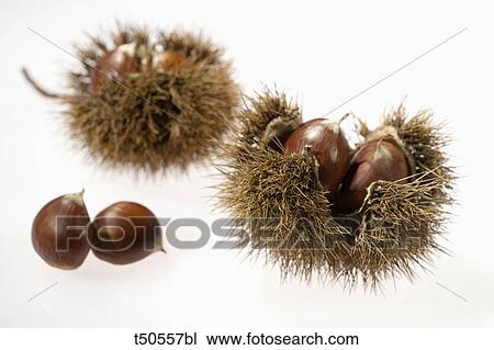 Chestnuts View Large Photo Image Stock Image - Chestnuts. Fotosearch