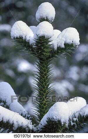 Chile, Patagonia, wintertime. Monkey puzzle tree(Araucaria araucana) View Large Photo Image Stock Image - Chile, Patagonia, wintertime. Monkey puzzle tree(Araucaria araucana). Fotosearch