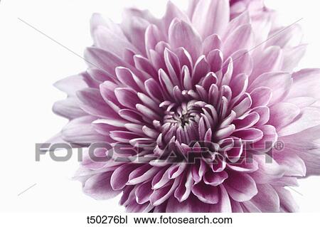 Chrysanthemum flower View Large Photo Image Stock Image - Chrysanthemum flower. Fotosearch
