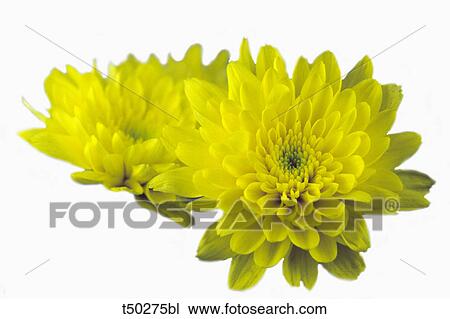 Chrysanthemum flowers View Large Photo Image Stock Image - Chrysanthemum flowers. Fotosearch