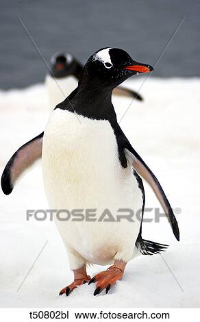 Close up of a gentoo penguin(Pygoscelis papua), Antarctic Peninsula View Large Photo Image Stock Image - Close up of a gentoo penguin(Pygoscelis papua), Antarctic Peninsula. Fotosearch