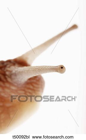 Close up of a snail View Large Photo Image Stock Image - Close up of a snail. Fotosearch