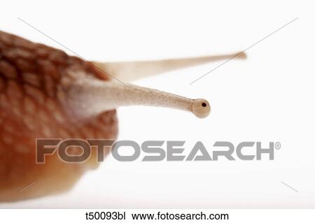 Stock Image - Close up of a snail. Fotosearch