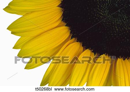 Close up of a sunflower View Large Photo Image Stock Image - Close up of a sunflower. Fotosearch