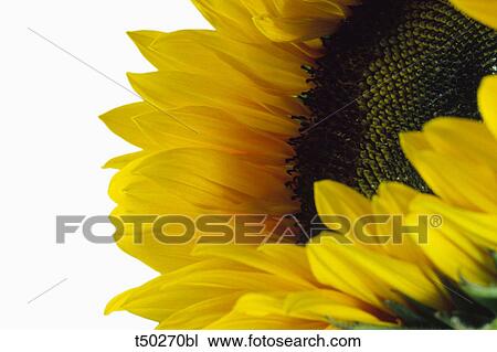 Close up of a sunflower View Large Photo Image Stock Image - Close up of a sunflower. Fotosearch