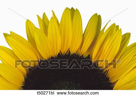 Close up of a sunflower View Large Photo Image Stock Image - Close up of a sunflower. Fotosearch