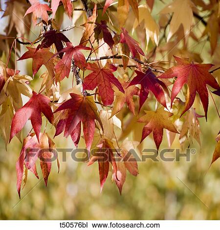 Close up of a tree in autumn View Large Photo Image Stock Image - Close up of a tree in autumn. Fotosearch