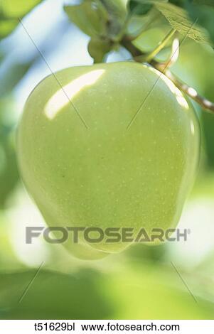 Close up of an apple on tree View Large Photo Image Stock Image - Close up of an apple on tree. Fotosearch