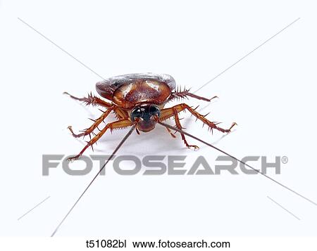 Stock Image - Cockroach. Fotosearch