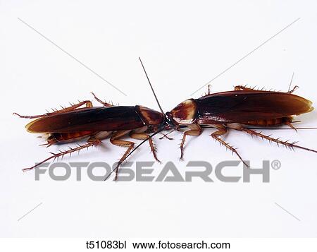 Cockroaches View Large Photo Image Stock Image - Cockroaches. Fotosearch
