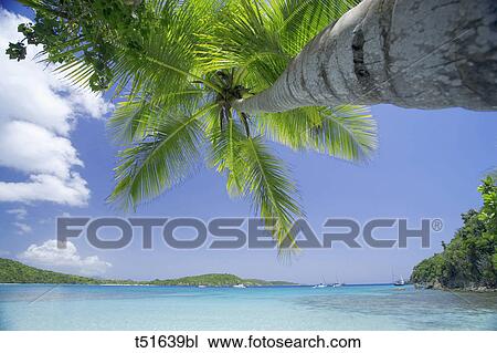 Stock Image - Coconut palm tree, beach, and ocean in the Virgin Islands, Caribbean. Fotosearch