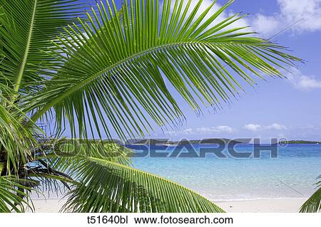 Stock Image - Coconut palm tree, beach, and ocean in the Virgin Islands, Caribbean. Fotosearch
