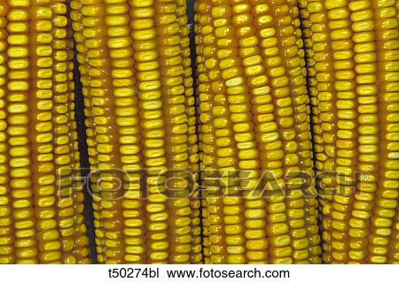 Corn close up View Large Photo Image Stock Image - Corn close up. Fotosearch