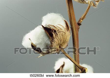 Stock Image - Cotton plant. Fotosearch