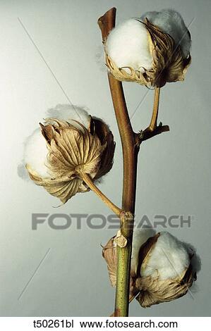 Stock Image - Cotton plant. Fotosearch