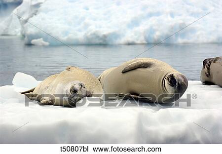 Crabeater Seals, Antarctica, Lobodon carcinophagus View Large Photo Image Stock Image - Crabeater Seals, Antarctica, Lobodon carcinophagus. Fotosearch