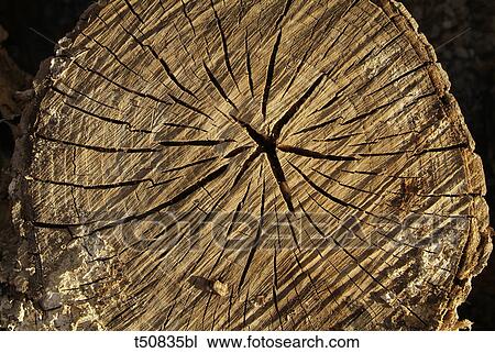 Cross section of tree trunk View Large Photo Image Stock Image - Cross section of tree trunk. Fotosearch