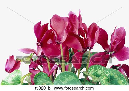 Stock Image - Cyclamen blossoms. Fotosearch