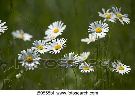 Daisies View Large Photo Image Stock Image - Daisies. Fotosearch