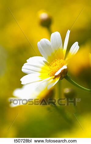 Daisies View Large Photo Image Stock Image - Daisies. Fotosearch