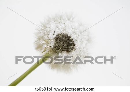 Dandelion close up View Large Photo Image Stock Image - Dandelion close up. Fotosearch