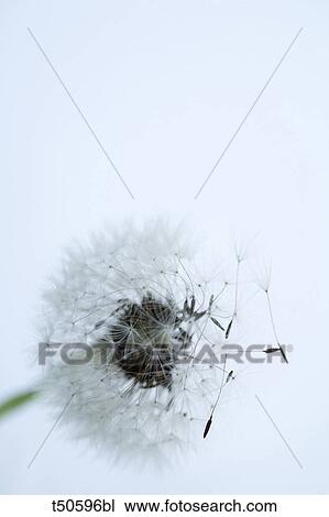 Dandelion close up View Large Photo Image Stock Image - Dandelion close up. Fotosearch