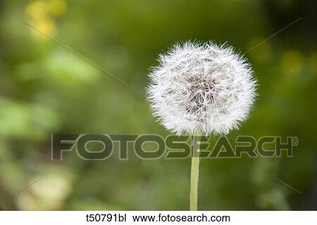 Dandelion View Large Photo Image Stock Image - Dandelion. Fotosearch