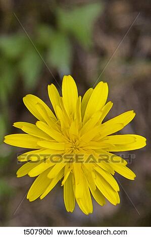 Dandelion, Taraxacum officinale View Large Photo Image Stock Image - Dandelion, Taraxacum officinale. Fotosearch
