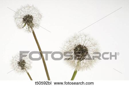 Dandelions View Large Photo Image Stock Image - Dandelions. Fotosearch