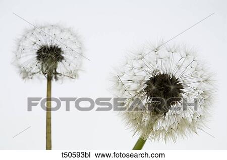 Dandelions View Large Photo Image Stock Image - Dandelions. Fotosearch
