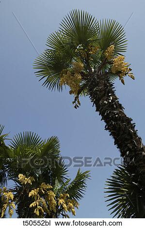 Date palm tree View Large Photo Image Stock Image - Date palm tree. Fotosearch