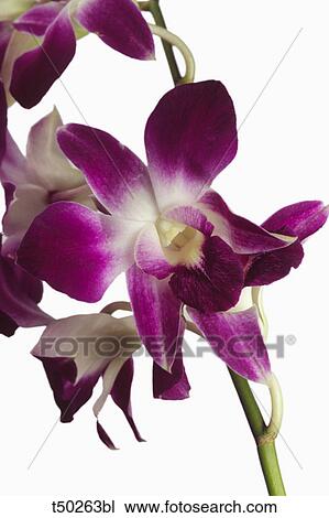 Dendrobium orchid View Large Photo Image Stock Image - Dendrobium orchid. Fotosearch
