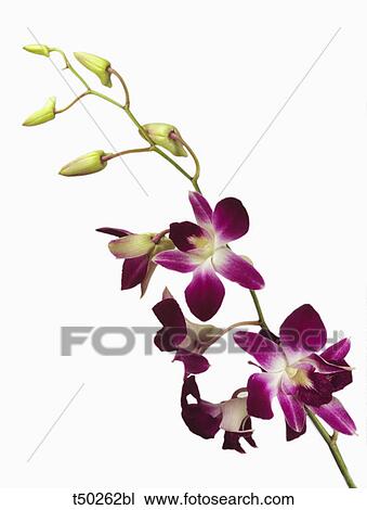 Dendrobium orchids View Large Photo Image Stock Image - Dendrobium orchids. Fotosearch