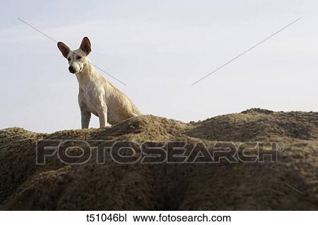 Dog View Large Photo Image Stock Image - Dog. Fotosearch