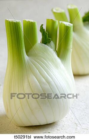 Fennel bulbs View Large Photo Image Stock Image - Fennel bulbs. Fotosearch