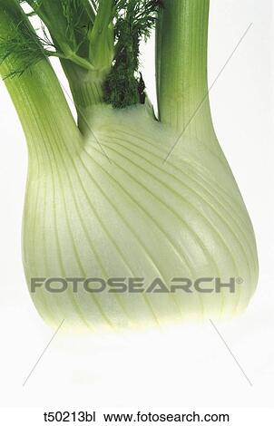 Fennel detail View Large Photo Image Stock Image - Fennel detail. Fotosearch