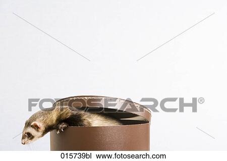 Stock Image - ferret escaping from hat box. Fotosearch