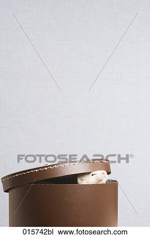 ferret peeking out of hat box View Large Photo Image Stock Image - ferret peeking out of hat box. Fotosearch