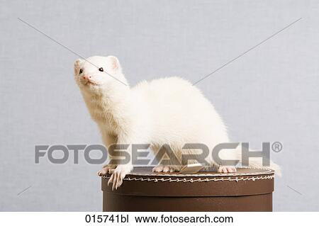 Stock Image - ferret sitting on hat box. Fotosearch
