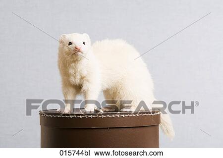 ferret sitting on hat box View Large Photo Image Stock Image - ferret sitting on hat box. Fotosearch