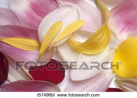 Flower petals View Large Photo Image Stock Image - Flower petals. Fotosearch