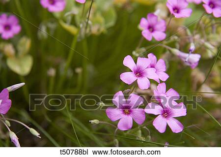 Stock Image - Flowers Of Clover Plant. Fotosearch