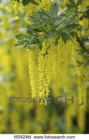 Flowers View Large Photo Image Stock Image - Flowers. Fotosearch